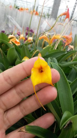 20150513_153434 - 0 Orhidee disponibile propuse spre vanzare