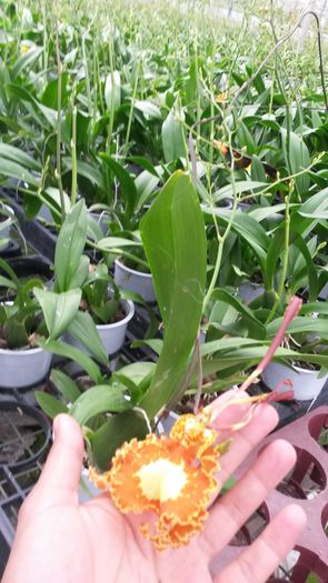 20150513_153506 - 0 Orhidee disponibile propuse spre vanzare