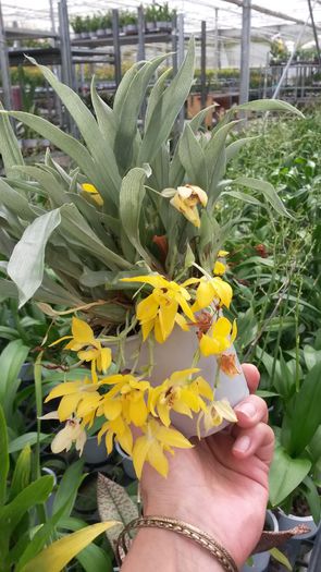 20150513_153516 - 0 Orhidee disponibile propuse spre vanzare