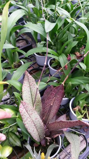 20150513_153523 - 0 Orhidee disponibile propuse spre vanzare