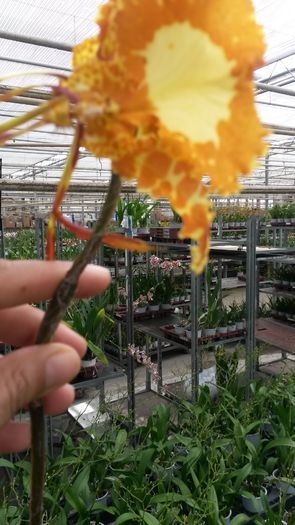 20150513_153538 - 0 Orhidee disponibile propuse spre vanzare