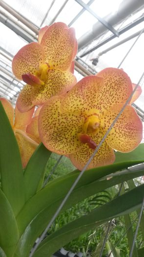 20150513_153657 - 0 Orhidee disponibile propuse spre vanzare