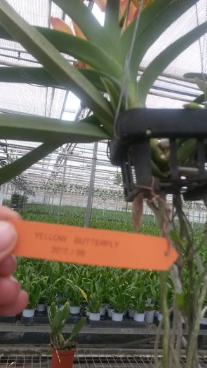 20150513_153700 - 0 Orhidee disponibile propuse spre vanzare