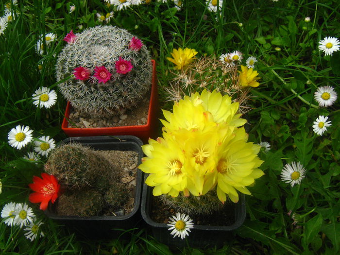 Pozele mele 2015 009; mammilaria , rebutia   weingartia   si   parodia
