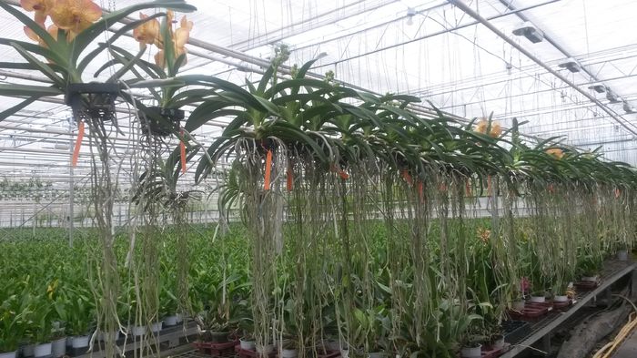 20150513_153709 - 0 Orhidee disponibile propuse spre vanzare