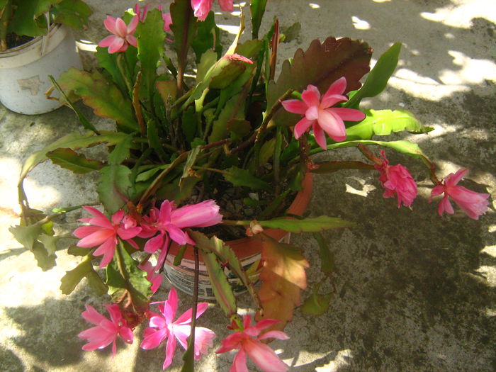 EPIPHYLUM - cactusii mei