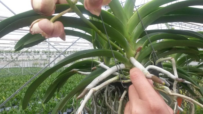 20150513_153730 - 0 Orhidee disponibile propuse spre vanzare