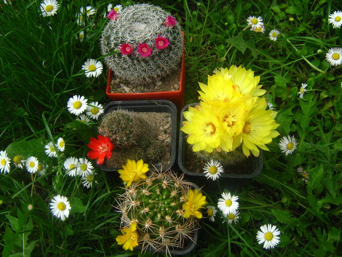 MAMMILARIA  PARODIA  REBUTIA  SI WEINGARTIA - cactusii mei