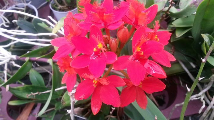 20150513_153748 - 0 Orhidee disponibile propuse spre vanzare