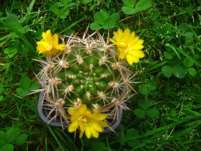 Pozele mele 2015 008 - cactusii mei