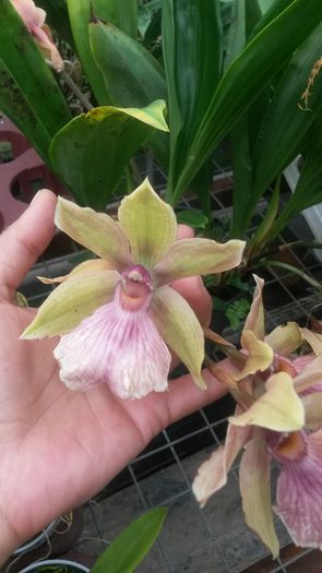 20150513_153902 - 0 Orhidee disponibile propuse spre vanzare