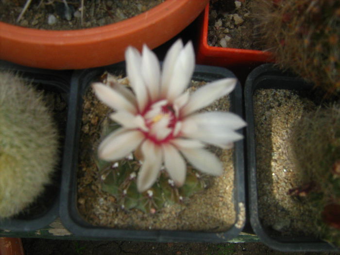 Pozele mele 2015 017 - cactusii mei