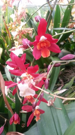 20150513_153923 - 0 Orhidee disponibile propuse spre vanzare