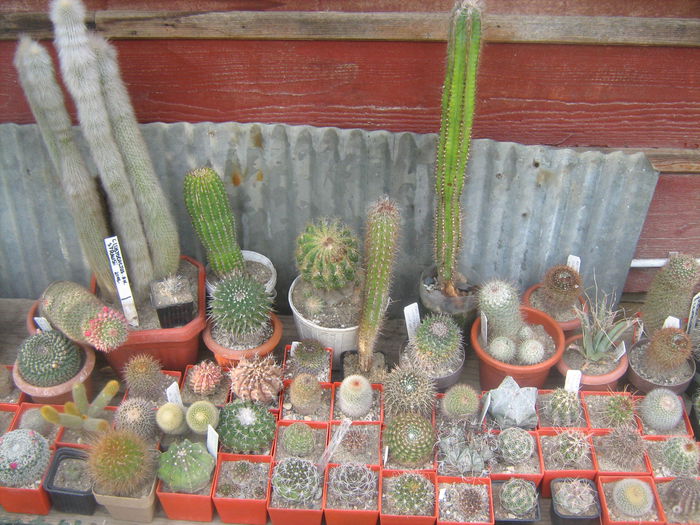 Pozele mele 2015 018 - cactusii mei