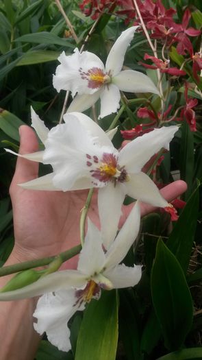 20150513_153937 - 0 Orhidee disponibile propuse spre vanzare