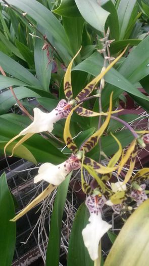 20150513_154152 - 0 Orhidee disponibile propuse spre vanzare