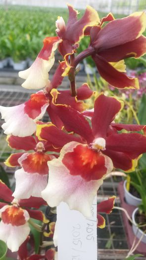 20150513_154208 - 0 Orhidee disponibile propuse spre vanzare