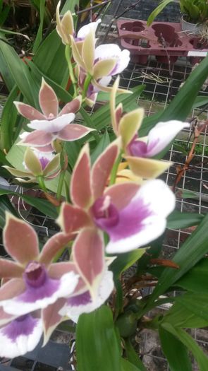 20150513_154226 - 0 Orhidee disponibile propuse spre vanzare
