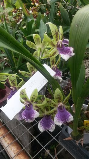 20150513_154233 - 0 Orhidee disponibile propuse spre vanzare