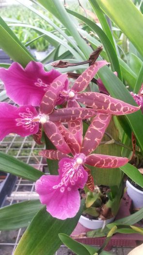 20150513_154402 - 0 Orhidee disponibile propuse spre vanzare