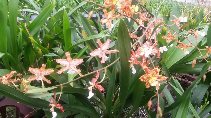 20150513_154424 - 0 Orhidee disponibile propuse spre vanzare
