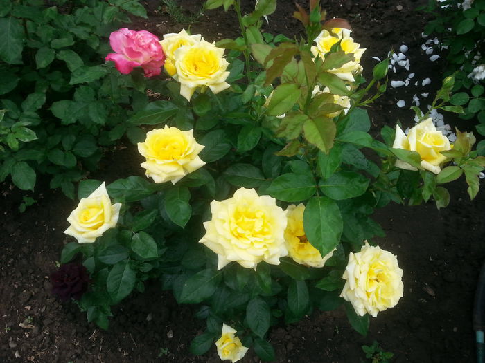 20150525_082807[1] - deyrolle