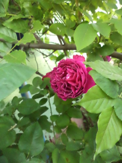 DSC03860 - ANUL 2015