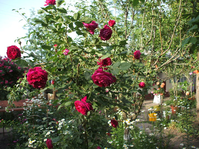 DSCF0839 - trandafiri urcatori 0