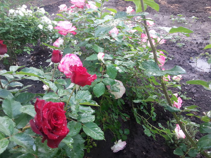 20150523_074424[1]