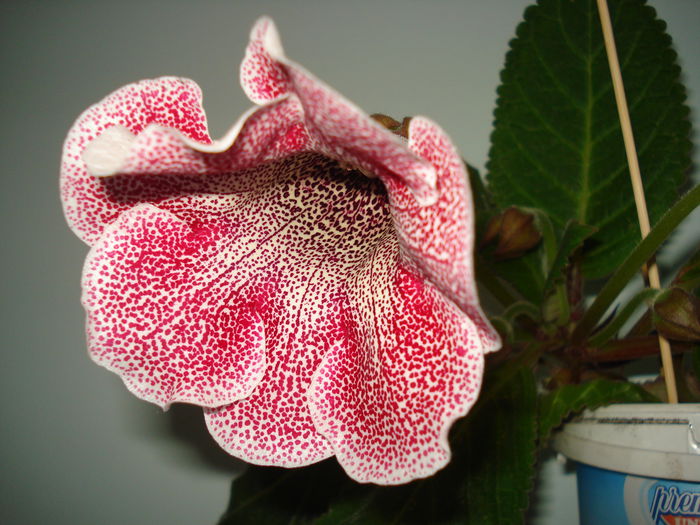DSC01316