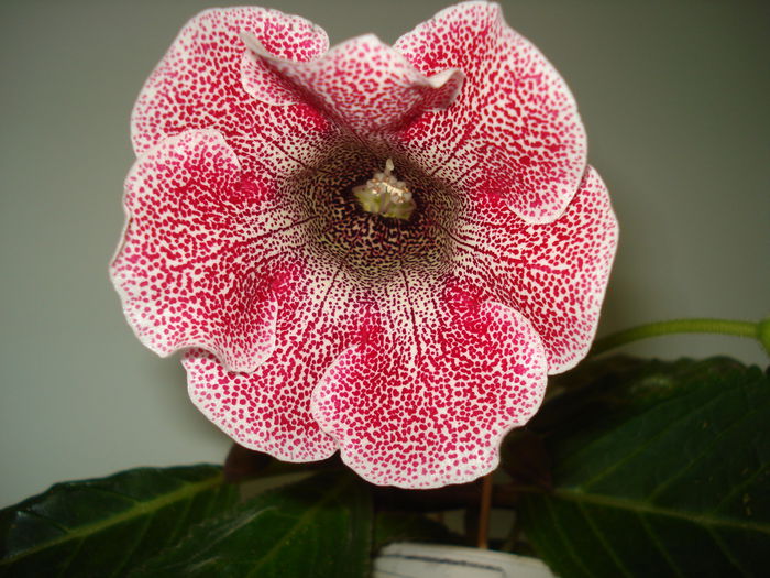 DSC01312 - GLOXINIA 2015