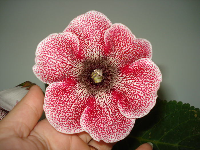 DSC01313 - GLOXINIA 2015