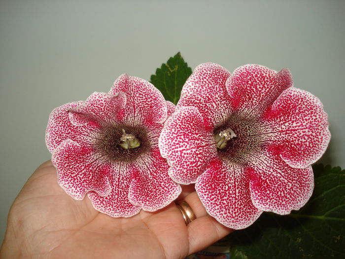 DSC01300 - GLOXINIA 2015