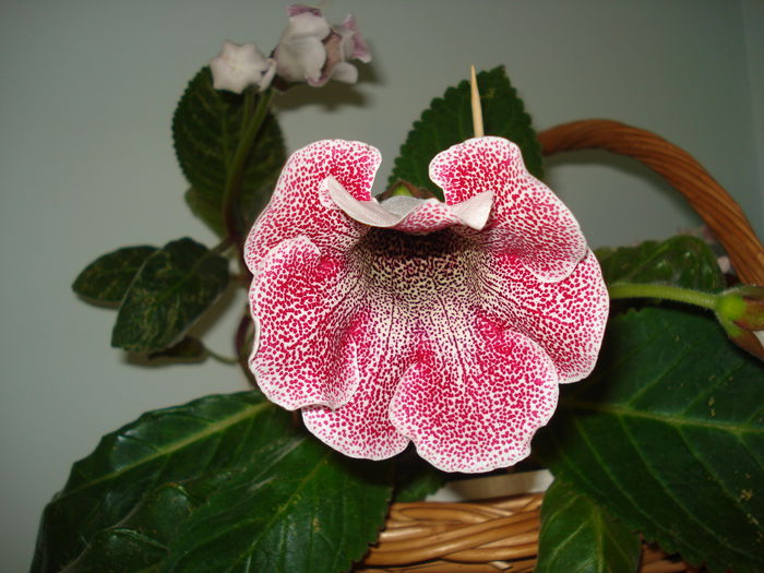 DSC01321 - GLOXINIA 2015