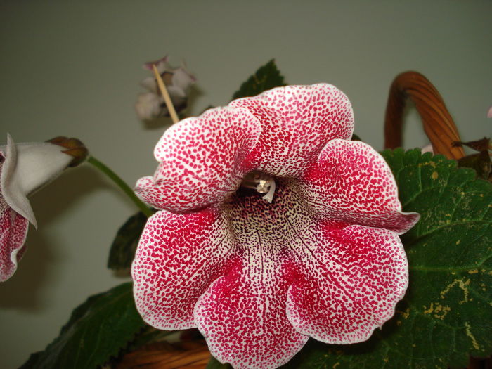 DSC01322 - GLOXINIA 2015