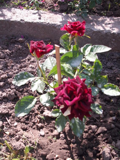 DSCF2079