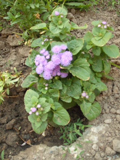 DSCF2073 - Plante de gradina