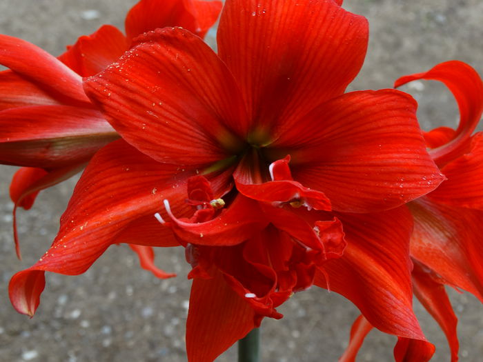 DSC00873 - Amaryllis 2015