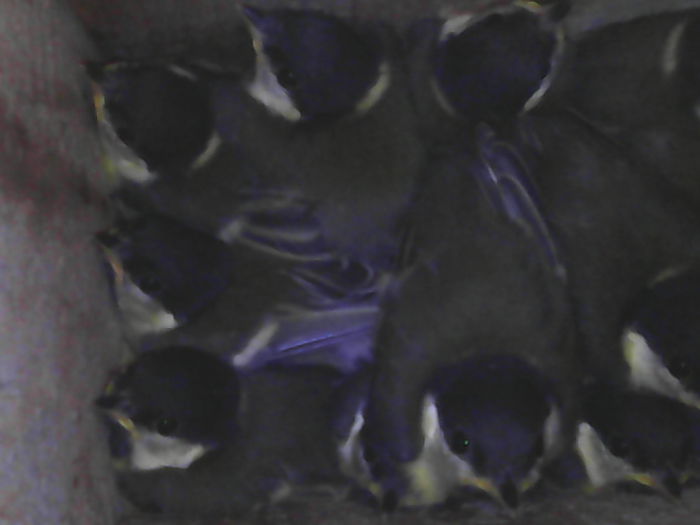 a doua zi nu mai erau - a-vizitatorii gradinii-2015