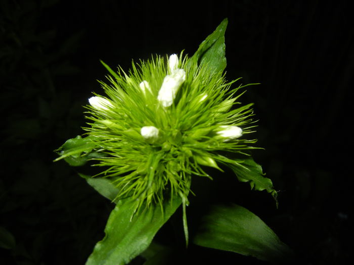 Dianthus barbatus (2015, May 13) - Dianthus Barbatus