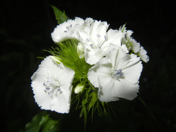 Dianthus barbatus (2015, May 15) - Dianthus Barbatus