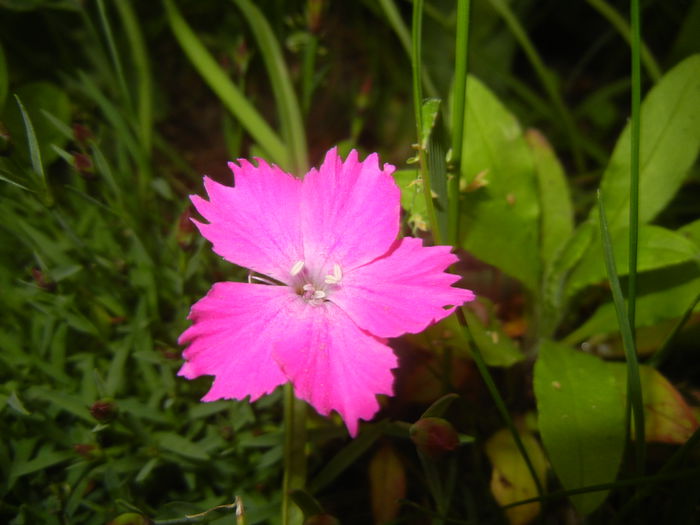 Dianthus Kahori (2015, May 12)