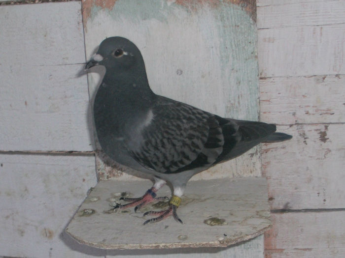APDC0606 - Prima serie intarcata