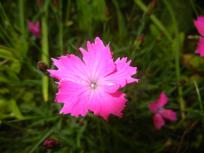 Dianthus Kahori (2015, May 12)