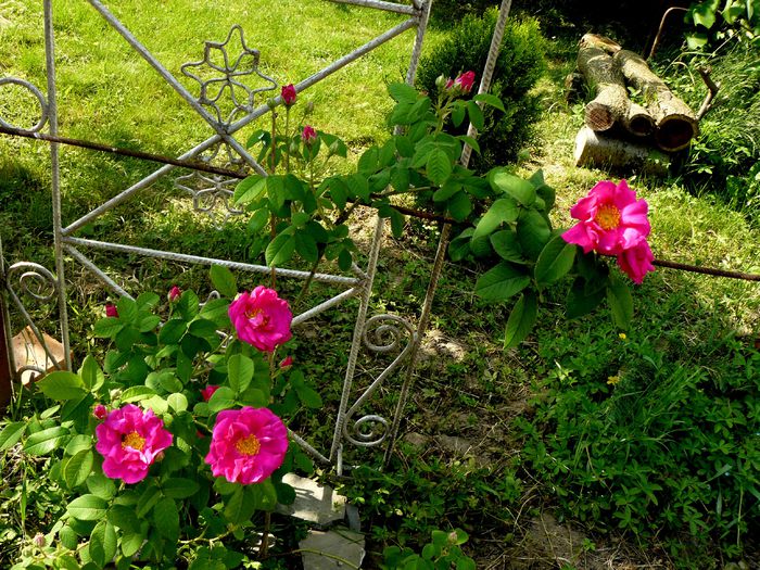 Galica Oficinalis_Rose de Lancaster