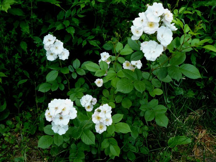 Blush rambler oare ? - Gradina rozelor Mai 2015