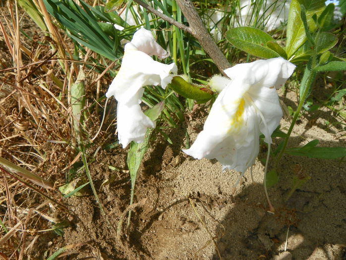 azalea Schneegold - z-Dobarland 2015