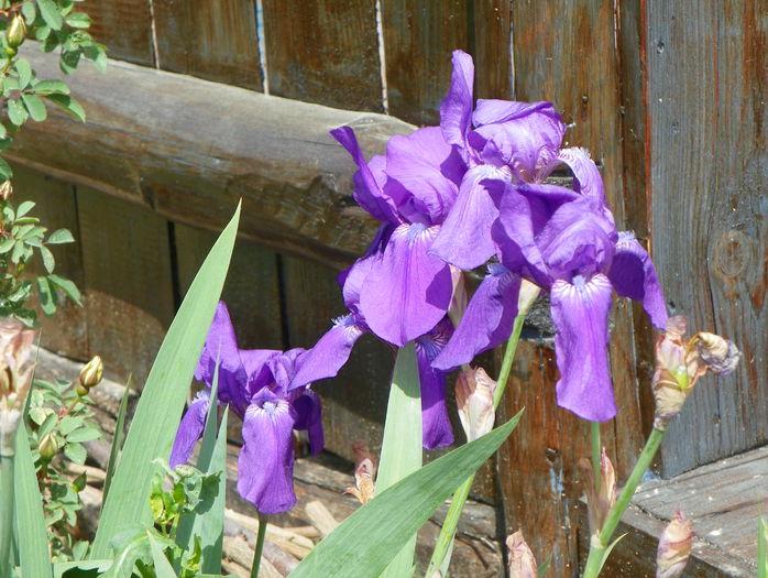 iris germanica - z-Dobarland 2015
