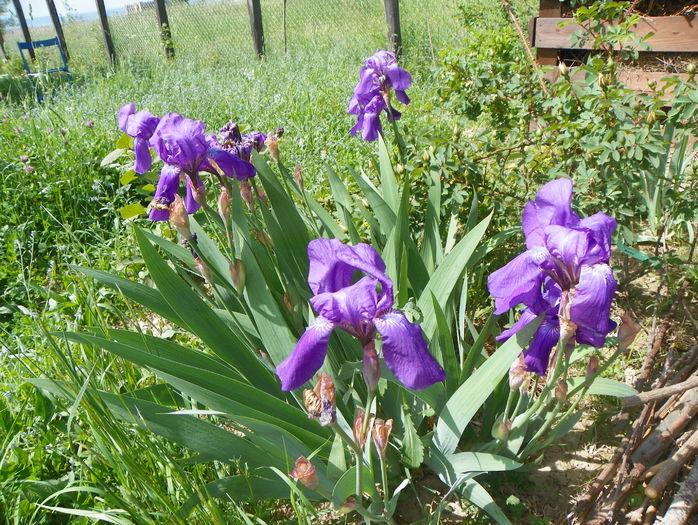 iris germanica - z-Dobarland 2015