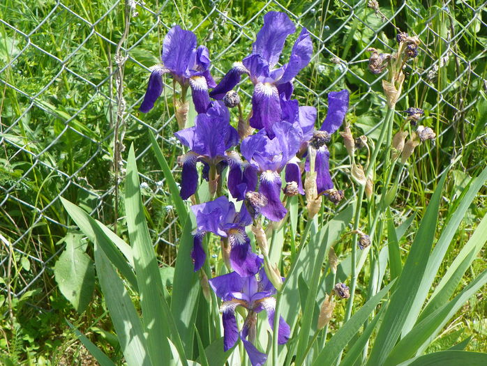 24 mai 070 - z-Dobarland 2015